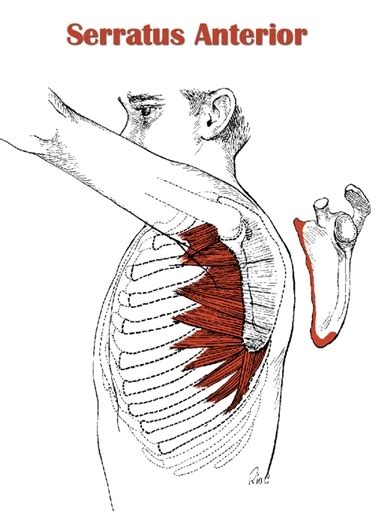 The Definitive Guide To Serratus Anterior Anatomy Exercises And Rehab