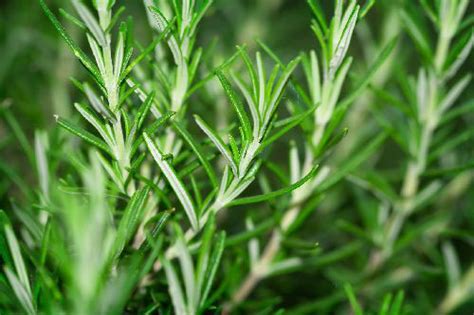 Does topical estrogen cream prevent hair loss and promote healthier growth? Herbal Remedies for Hair Loss