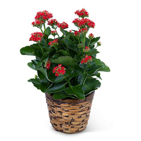 Red Kalanchoe Plant In Monte Vista Co Torres Floral Design