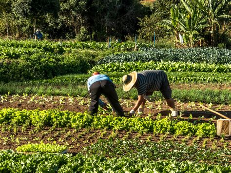 Conectar A Los Pequeños Agricultores Con Ecosistemas Agrícolas Más Amplios