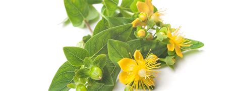 If you have any questions, please contact us. Herba Hypericum - St john's-wort herb - Millepertuis ...