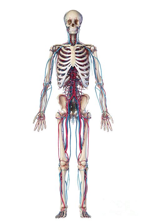 Human Skeleton And Vascular System Photograph By Leonello Calvetti