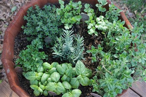 Top Medicinal Plants You Can Grow In Your Garden ~ My