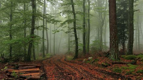 Misty Forest Path Wallpapers Wallpaper Cave