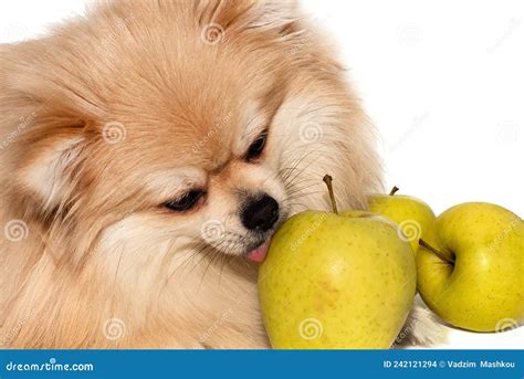Pomeranian Eats A Green Apple Fruits Useful And Healthy Food For Dogs
