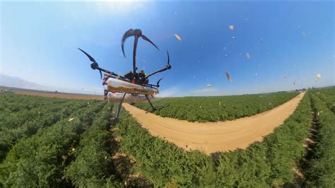A look back and a. A Parabug drone applies predator mites to an almond ...