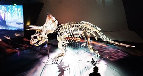 Visit A Triceratops In A Dino Mite Exhibition Melbourne Museum • Tot Hot Or Not
