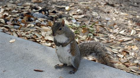 Praying Squirrel Photograph By Cheryl Viar Fine Art America