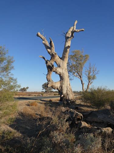 Aboriginal Ring Tree Koraleigh Vic May 2021 P1000500 Flickr