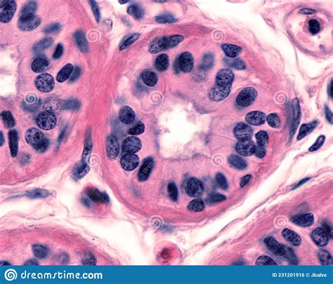 Eccrine Sweat Gland Secretory Tubule Stock Photo Image Of Histology