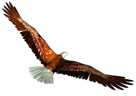 Download 54+ soaring eagle free images from stockfreeimages. Download Soaring Eagle Clipart HQ PNG Image | FreePNGImg