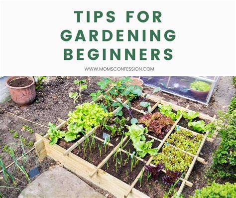 Frugal Gardening Tips And Tricks For Beginners And Experts Moms Confession