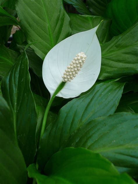 Spathiphyllum Peace Lily Gardenwize Nursery