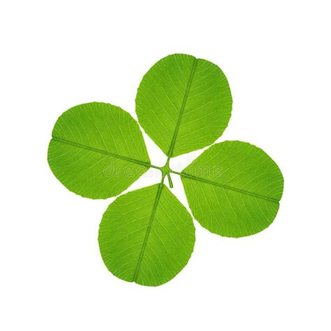 Four Leaf Clover Stock Image Image Of Leaved Lucky Clovers 1699521