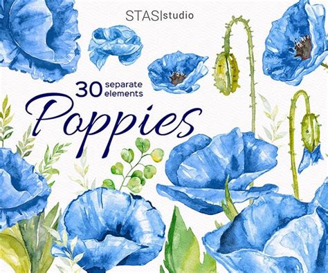 Blue Poppies Watercolor Clipart Poppies Illustration Blue Etsy