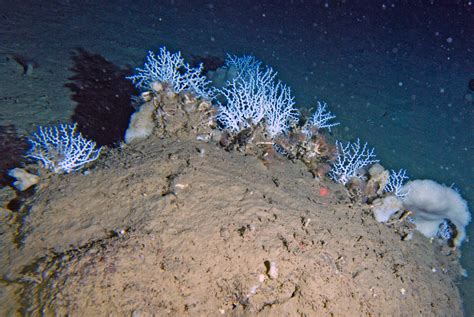 The Secret World Of Deep Sea Corals Deep Ocean Education Project