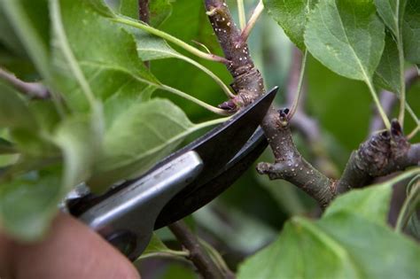 How To Prune Apple Trees In Summer Bbc Gardeners World Magazine