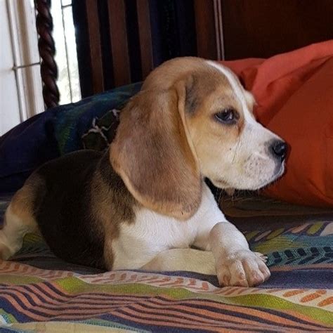 Beagle Puppy Images Whats New