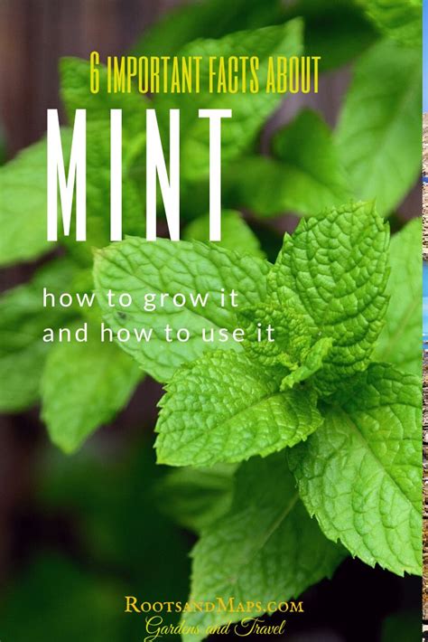 6 Facts About Mint Mint Plant Leaves Things To Know