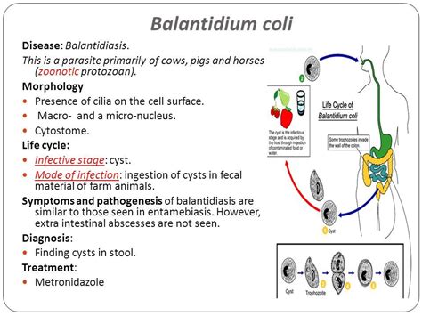 Balantidium Coli Life Cycle