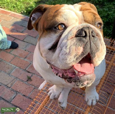 Male English Bulldog Looking For Stud Services Stud Dog In Miami