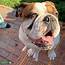 Stud Dog  Male English Bulldog Looking For Services Breed Your