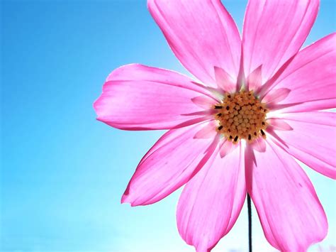 pink daisy wallpaper - HD Desktop Wallpapers | 4k HD