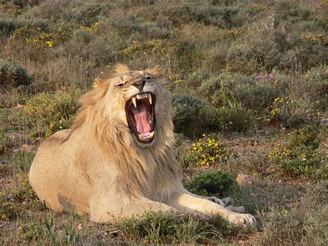 Statement In Support Of Listing The African Lion As Endangered