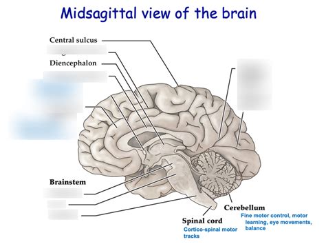 Midsagittal View Of Brain I Diagram Quizlet