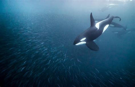 Norway Swimming With Orcas