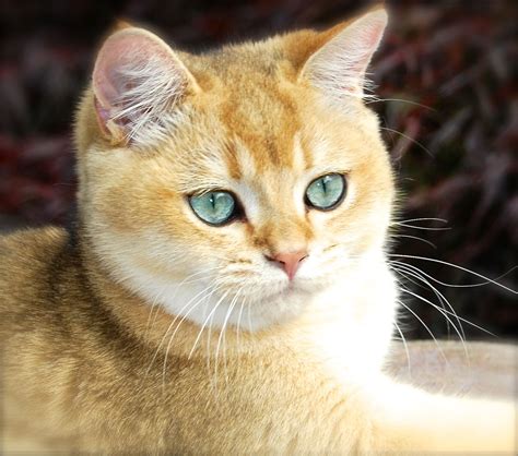 Aurum Golden shaded British shorthair | British shorthair, British shorthair cats, British ...