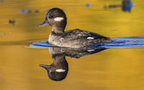 Bufflehead Audubon Field Guide