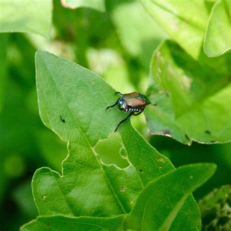 japanese beetle control home garden joy