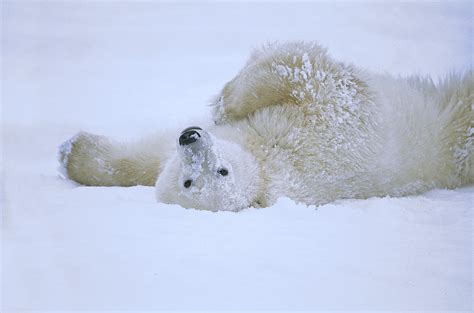 Polar Bear Rolling In Snow Hudson Bay Photograph By Konrad Wothe