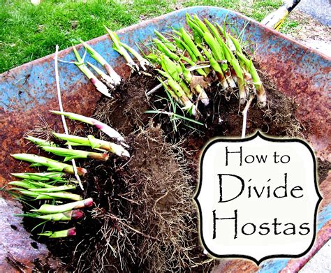 I usually begin by taking a spade shovel and starting 12″ from the hostas are one of the most forgiving plants when it comes to cutting and dividing. Katie's Farm: How to Divide Hostas