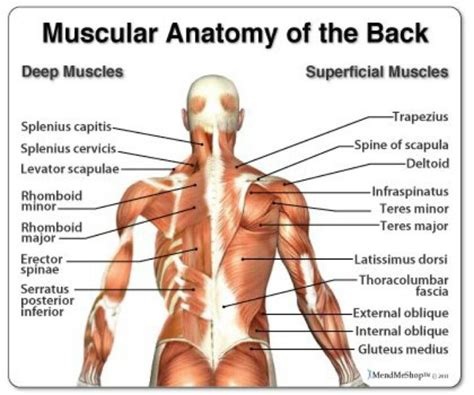 Muscles Of The Back Lower Back Pain Relief Upper Back Pain Heat Therapy Physical Therapy