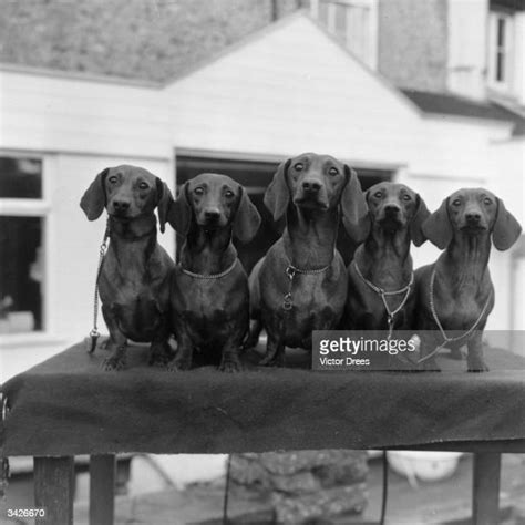 Red Dachshund Photos And Premium High Res Pictures Getty Images