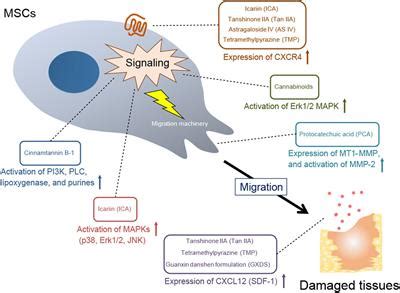 Plant biotechnology journal 2020 18 8. Frontiers | Recruitment of Mesenchymal Stem Cells to ...