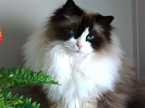 Ragdoll Cat Personality Characteristics And Pictures