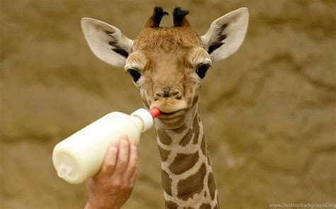 Cute Baby Giraffe Wallpaper Desktop Background