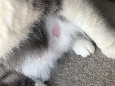 I Am Concerned About My Cat’s Nipple It Looks Very Red And Swollen And Might Be Losing Some