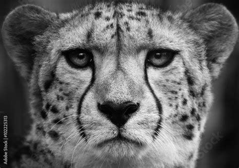 Cheetah A Black And White Head Shot Of A Adult Cheetah Stock