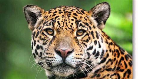 When Will The Amazon Rainforest Be Gone Jaguar Amazon Rainforest