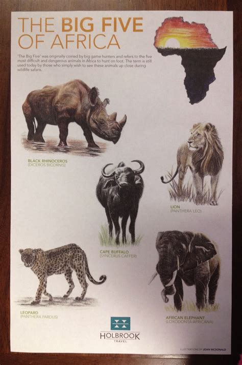 Big Five Animals Images
