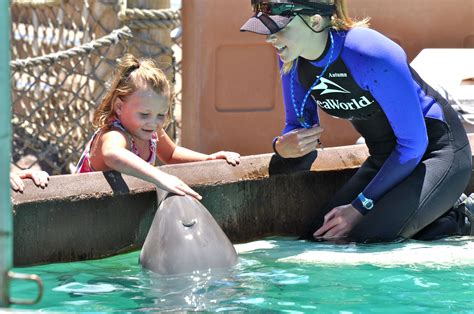 Sea World San Diego Dolphin Encounter Simple Sojourns Simple Sojourns