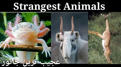 10 Strangest Animals In The World Hash O Mania Youtube