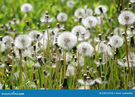 A Dandelion Faded In The Meadow Stock Photo Image Of Closeup Garden