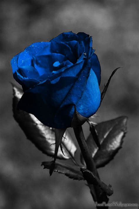 Find the perfect black and white rose stock illustrations from getty images. blue rose | Blue rose tattoos, Black rose meaning, Blue roses