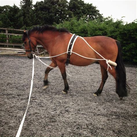 If you've never taught this skill to a horse before, it's not as difficult as you might expect. How To Lunge Your Horse The Right Way - The Rider's Reins