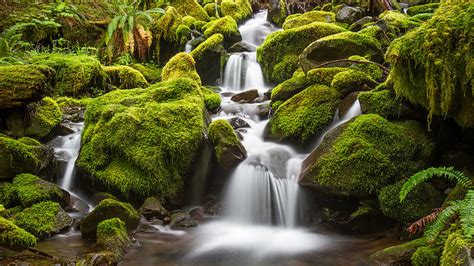 Green Moss Stream In Olympic National Park Photograph By Pierre Leclerc